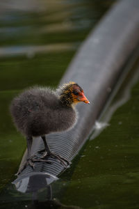 High angle view of young coot on pipe in water