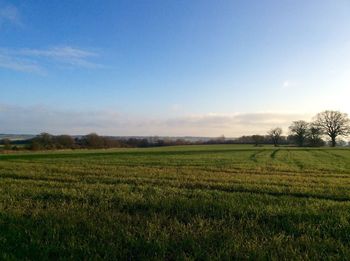 Scenic view of grassy field against sky