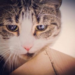 Close-up of cat