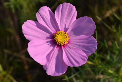Close-up of pink cosmos flower