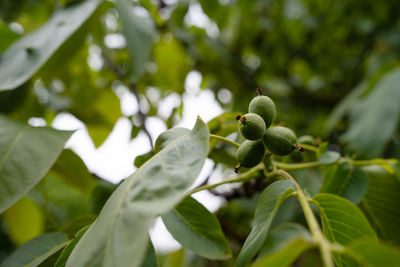 Close-up of fruit growing on tree