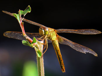 Close-up of insect on plant