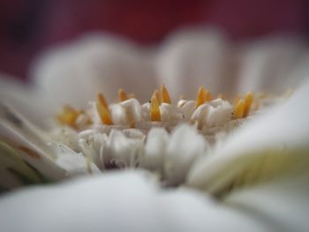 Close-up of plant