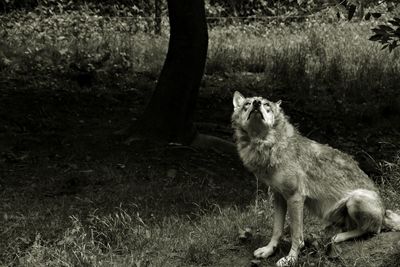 Lion standing in a field