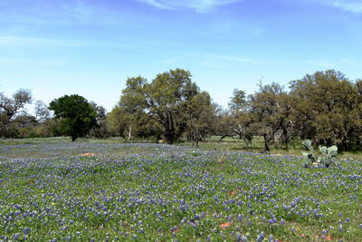 Scenic view of flowering trees on field against sky