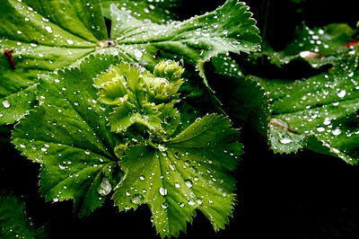 Close-up of wet plant leaves during rainy season