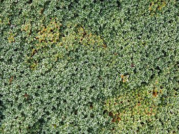 Full frame shot of plants growing on field