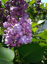 Close-up of purple flowering plant