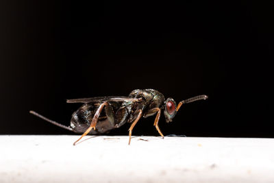 Close-up of insect over black background