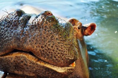 High angle view of hippopotamus swimming in lake