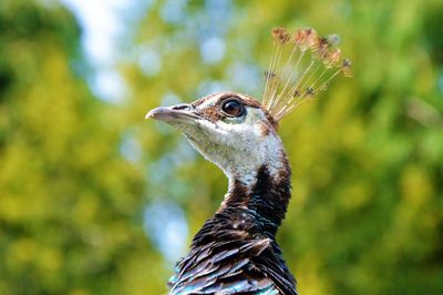 Close-up of bird on tree