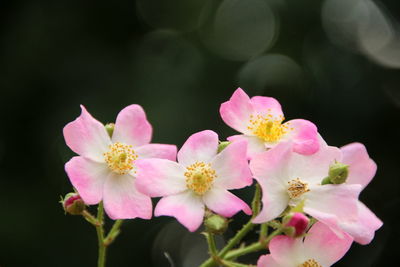 Close-up of pink cherry blossoms