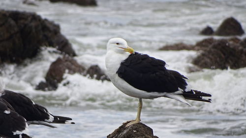 Close-up of bird perching on shore