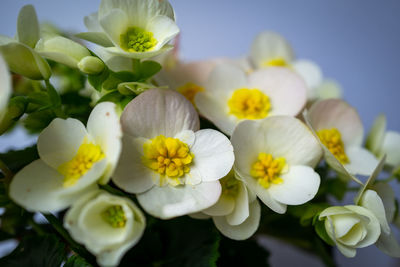Close-up of white flowering plants on table 