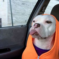 Close-up of dog in car