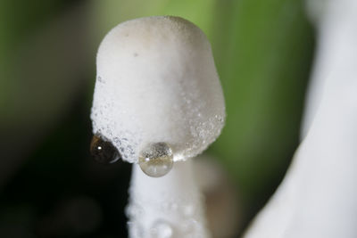 Close-up of wet white flower