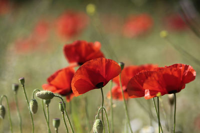 Close-up of red flowering plants on field