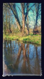 Reflection of bare trees in lake