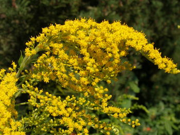 Close-up of yellow flowers