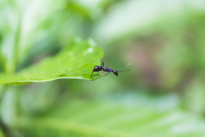 Close-up of insect on plant