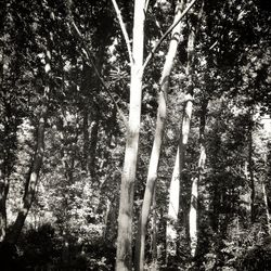 Low angle view of trees in forest