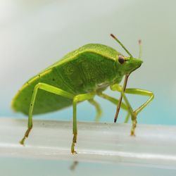 Close-up of insect on leaf