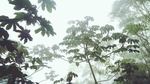 Low angle view of trees against clear sky