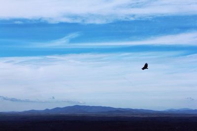 Silhouette bird flying against sky