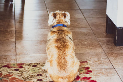 High angle view of dog sitting on floor