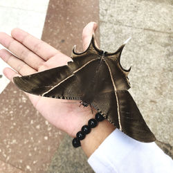 Person holding butterfly outdoors