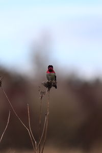 Close-up of hummingbird on plant