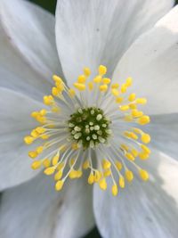 Close-up of white daisy flower