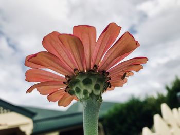 Close-up of flowering plant against cloudy sky