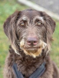 Close-up portrait of brown dog