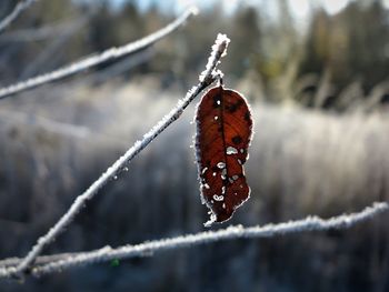 Close-up of spider web on tree during winter
