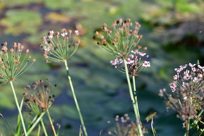 Close-up of purple flowering plant