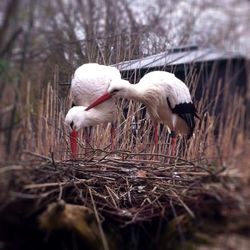 Bird in lake