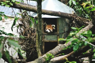 Red panda on tree