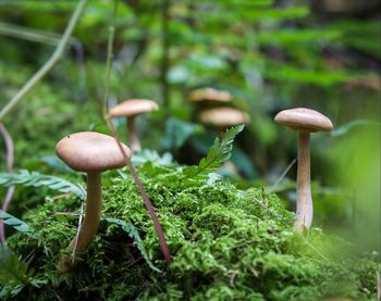 Close-up of mushroom growing in forest