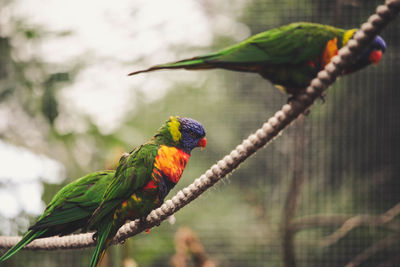 Close-up of parrot perching on tree