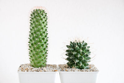 Close-up of potted plants on cactus against white background