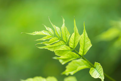 Close-up of fresh green leaves