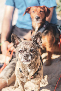 Portrait of dogs