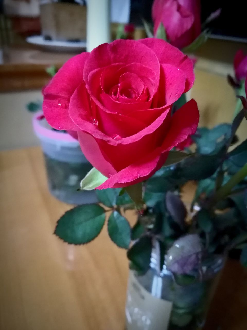 flower, rose - flower, petal, fragility, freshness, flower head, indoors, beauty in nature, nature, close-up, pink color, no people, leaf, growth, day