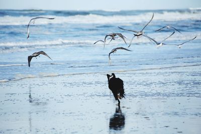 Bird on beach against sea