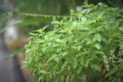 Close-up of fresh green leaves