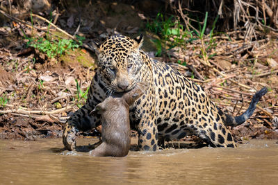 Portrait of a cat drinking water