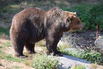 Side view of bear in forest