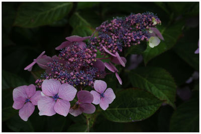 Close-up of flowers blooming outdoors