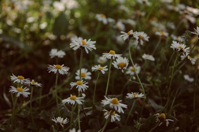 Close-up of white flowering plants on field